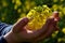 Child hands holding rapeseed (brassica napus) on rapeseed field.