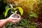 Child hands holding a tree sapling or seedling at sunrise. World Environment and Earth Day, environmental care, csr and awareness.