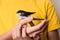 Child hands with injured swallow bird close up. Saving wild bird