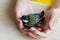 Child hands with injured titmouse bird close up.