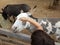 child hands petting black and white or grey hair donkey animal