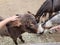 child hands petting brown hair donkey animal