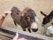 child hands petting brown hair donkey animal