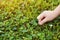 Child hands picked small daisy flowers. Nature background with copy space. Healthy childhood concept.