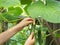 Child is hands picking fresh organic cucumbers while picking vegetables in the home garden. Healthy homemade vegetarian food for