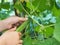 Child is hands picking fresh organic cucumbers while picking vegetables in the home garden. Healthy homemade vegetarian food for