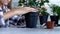 Child Hands Planting Flowers in Pot, Kid Seedling Vegetables Girl in Agriculture