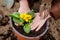 Child hands planting primula