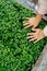 Child hands touching mustard sprouts on a densely packed garden bed. Top view