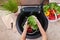 Child hands washing vegetables at the kitchen sink - the lettuce