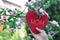 Child Hanging Heart on Branch in Bloom