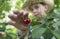 Child harvesting Morello Cherries