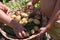 A child is harvesting in the vegetable garden.