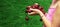 A child harvests cherries in the garden. Selective focus