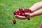 A child harvests cherries in the garden. Selective focus