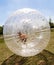 Child has fun in the Zorbing Ball