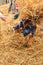 Child having Hay tossed at his head