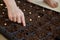 The child helps to plant the pea beans in the seedling tray with soil. Close-up little hand. Farming selection. Garden work.