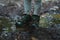 Child hiker` standing in a puddle. View of shoes.