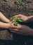 A child with his father plant a nursery garden. Selective focus