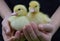 Child holding ducklings