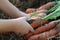 Child holding ecological carrot