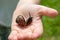 A child holding an edible snail Fructicicola fruticum close up in hand, sunny day in summer time