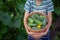 Child holding in hands basket with fresh homemade cucumbers in the garden. Concept healthy eating vegetables