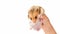 Child holding a small brown golden fluffy hamster on white background. Pet, mammal, rodent, Syrian hamster. Funny