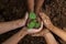 A child is holding a small tree. The hands of Diverse People Planting Tree Together