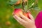 Child holds apples hanging on a tree branch in his hands. Harvesting in an orchard