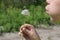 Child holds dandelion in his hand and blow out its white seeds