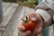 The child holds in his hand a ripe cherry tomatoes, outdoor. Focus on the tomatoes