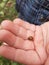 a child holds a ladybug in his hands close-up