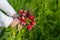 The child holds a large bunch of radishes collected from the garden in the city. Organic vegetables. Fresh farm produce