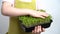 The child holds a seedling of micro greens in his hands and examines the sprouts. gardening and planting concept