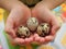 The child holds three quail eggs in small hands