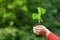 A child holds a young plant in hands against the background of spring green color. The concept of ecology, nature, care