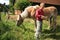 Child and horse Haflinger