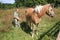 Child and horse Haflinger