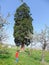 A child imitates pushing a Sequoia gigantea tree, located in the village of Ardusat in Maramures county, Romania. The tree is over