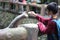 a child interacts with an elephant by feeding it at the zoo in Lombok, Indonesia