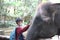a child interacts with an elephant by touching and petting it at the zoo in Lombok, Indonesia