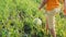 A child kicks a soccer ball with his feet on the high green grass in the field, rear view on his feet