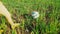 A child kicks a soccer ball with his feet on the high green grass in the field, view of the legs from the side