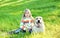 Child and labrador retriever dog sitting on grass in summer