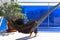 Child laying and relaxing in hammock hanging on balcony of apartment. Back view. Kid swinging and dreaming, thinking