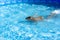 Child learn to swim, dive in blue pool with fun - jumping deep down underwater with splashes