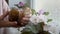 A child, a little girl, holds a large snail in her hands and brings it to the green leaves of a flowering houseplant