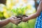 Child little girl and parent holding young plant in hands